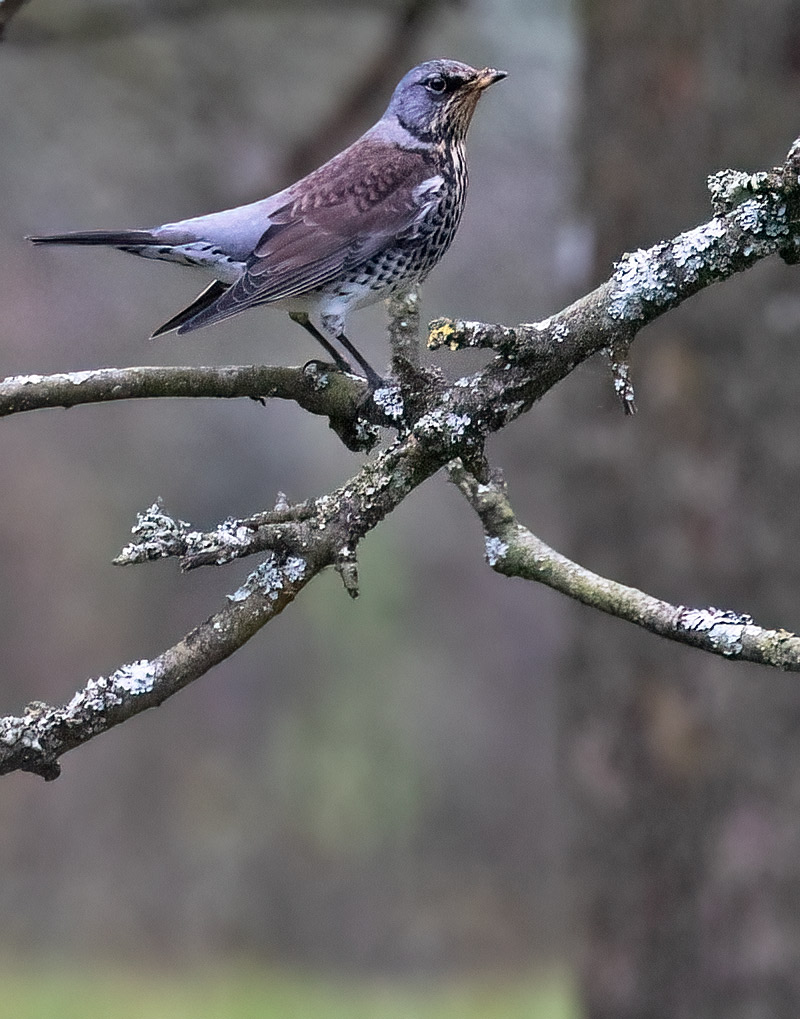 Fieldfare